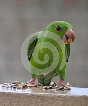Green parakeet bird and sunflower seeds. Sao Paulo, Brazil. Maritaca comendo sementes. photo