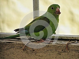 Green parakeet bird and sunflower seeds. Sao Paulo, Brazil. Maritaca comendo sementes. Periquito verde photo