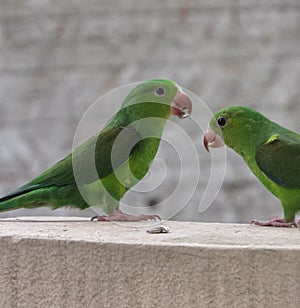Green parakeet birds eating sunflower seeds.