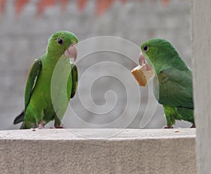 Green parakeet birds staring at each other. Popularly known as maritacas.