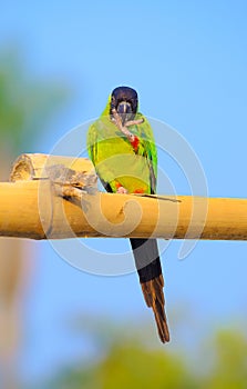 Green parakeet with a black hood on the head photo