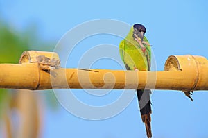 Green parakeet with a black hood on the head photo