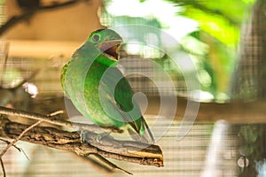 Green parakeet on the branch