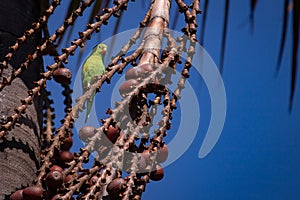 Green parakeet feeding on Buriti Palm tree.