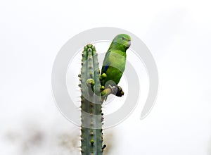 Green parakeet on mandacaru foot photo