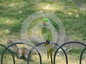 green parakeet parrot scient. name Psittacara holochlorus bird a