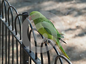 green parakeet parrot scient. name Psittacara holochlorus bird a photo