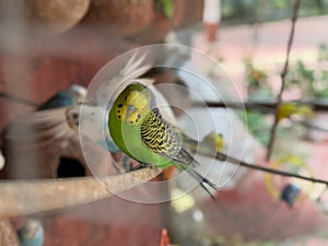 A green parakeet is perched on a branch in a cage