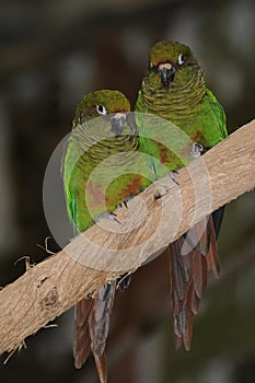 Green Parakeets