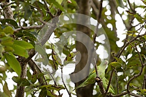 Green parakeets camouflaged photo