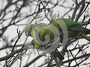 Green parakeets in a tree