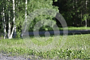 Green park area with a gravel path, lawn or grass, birch trees and forest on a sunny spring or summer day. Subjective focus on the