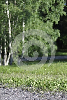 Green park area with a gravel path, lawn or grass, birch trees and forest on a sunny spring or summer day. Subjective focus on the