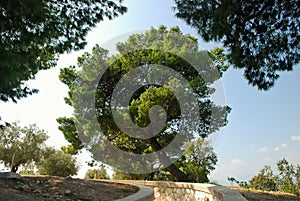 Green park in center of Nafplion