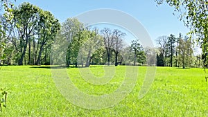 Green park with green leaves