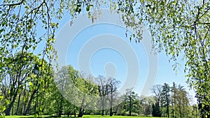 Green park with green leaves