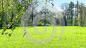 Green park with green leaves