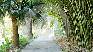 Green park with road, path to bamboo trees alley and palm trees. Beauty nature landscape.