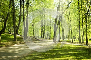 Green park in sunny morning photo