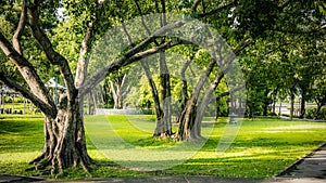 Green Park with Tree and Lawn Background