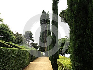 Green Park. Trees, hedges and trail