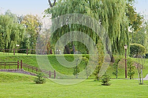 Green park with willow tree in Grodno, Belarus