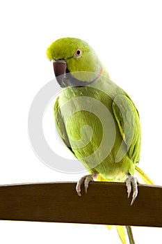 Green parrot