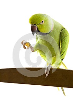 Green parrot