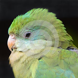 Green parrot