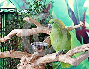 Green Parrot