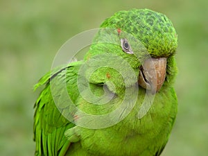 Green Parrot