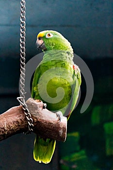 Green Parrot