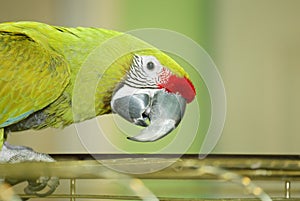 Green parrot