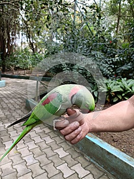 A green parrot in the Aviary of Karanji Lake Park, Mysore