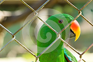 Green parrot behide cage