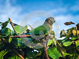Green Parrot on the big tree