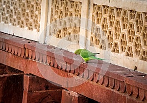 Green Parrot Bird at Agra Fort Wall - Agra, India