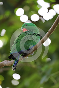 The Green Parrot Bird Cleaning Fur With Bokeh Background