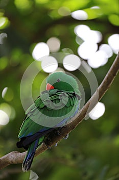 The Green Parrot Bird Cleaning Fur On The Tree With Bokeh Background