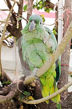 Green parrot