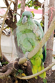 Green parrot photo