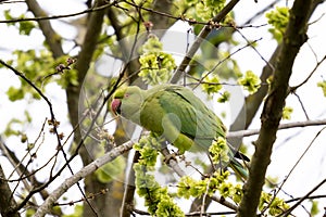 Green parrot, bird on wood branch