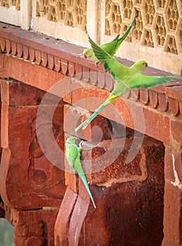 Green Parrot Birds at Agra Fort Wall - Agra, India