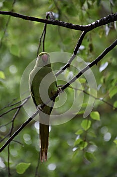 Green Parrot Blending into the Leaves on  a Tree