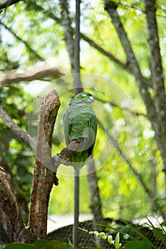 Green parrot on a branch photo