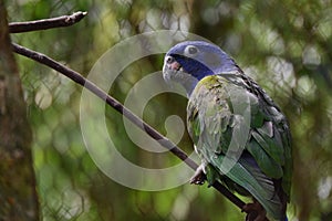 Green parrot on a branch Amazon Region photo