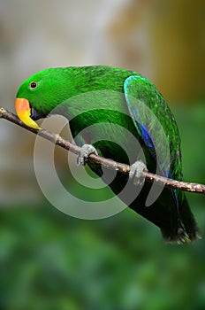 Male Electus Parrot on a branch closeup photo