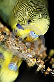 Green parrot budgerigar