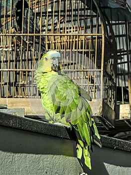 Green Parrot with cage