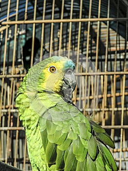 Green Parrot with cage
